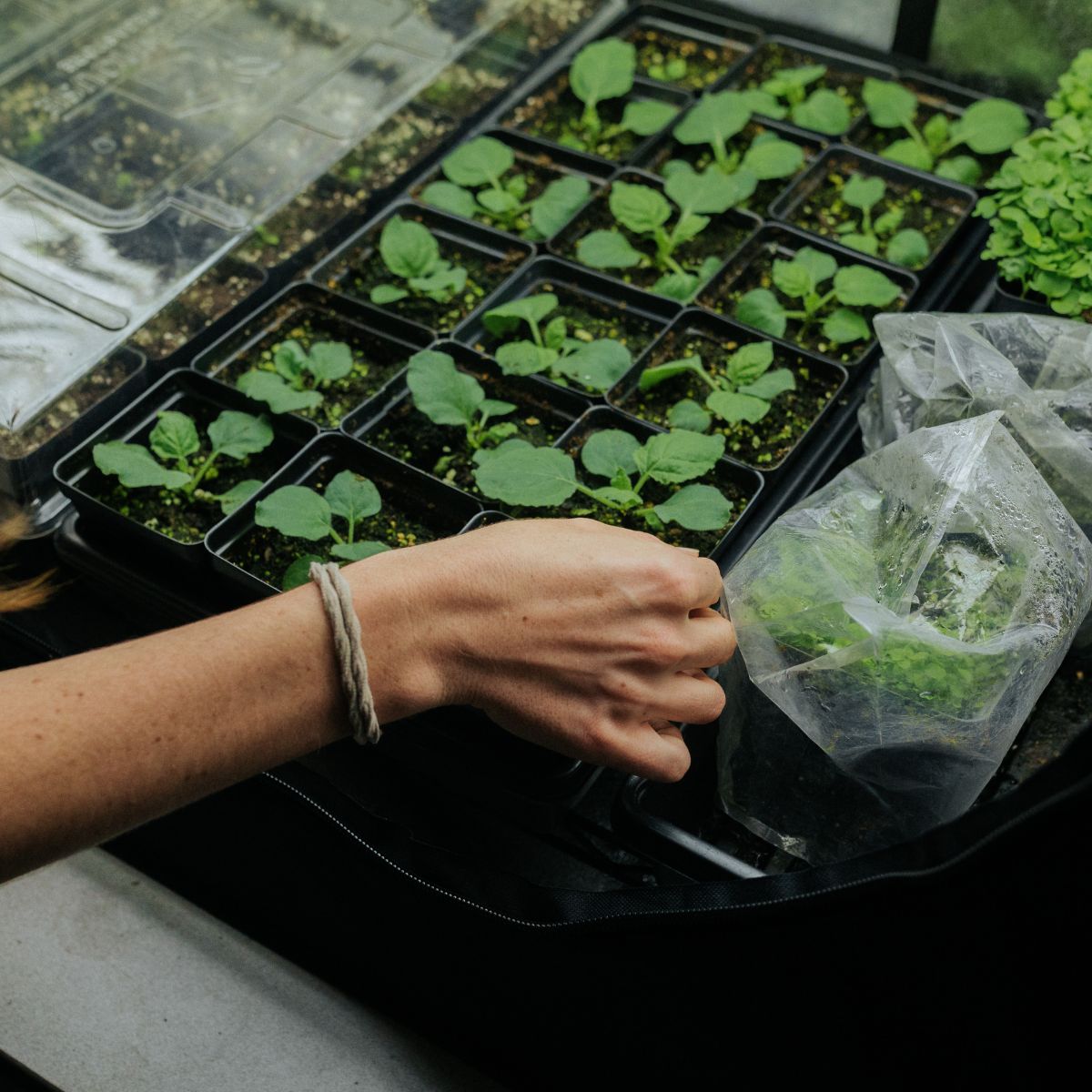 online bachelor's degree in Agricultural Biology